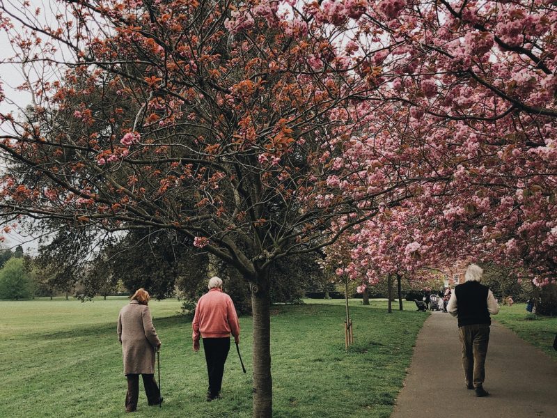 beautiful-blooming-branches-2253911.jpg